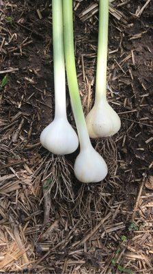 Midwest Gourmet Garlic