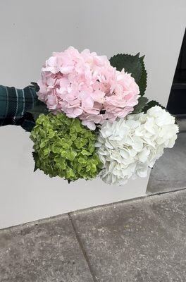 Hydrangeas