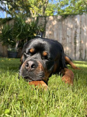 UF Small Animal Hospital