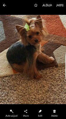 New haircut by Deb from In the Dogz house.