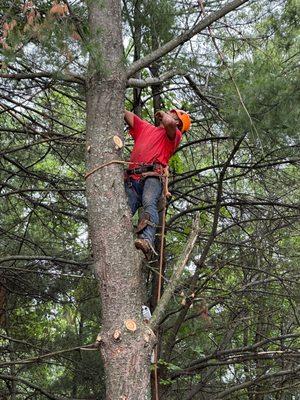 Tomas Hernandez Tree Services