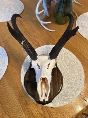 Five Valley Taxidermy