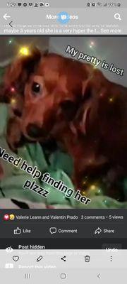 I lost my chiweenie her name is pretty she had just had babies we just moved to francesca st cctx and wondered off please help me find her