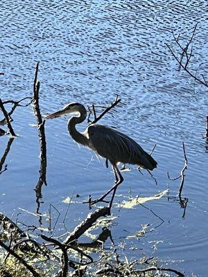 Greenwood Urban Wetlands