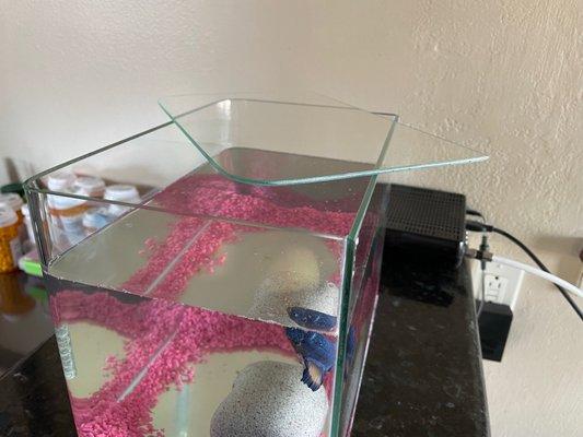 Custom aquarium lid. Great job! I highly recommend Celtic Glass! Cheers!