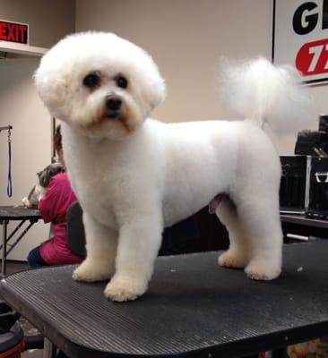 Professional Pet Spa