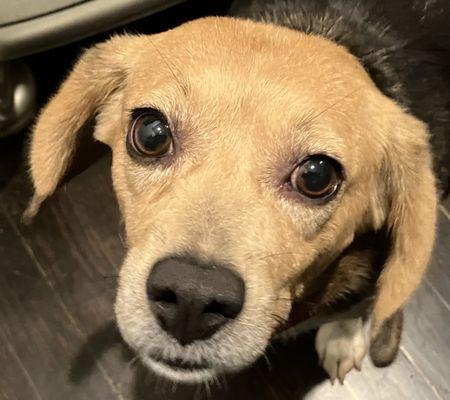 Animal Protection Society of Durham