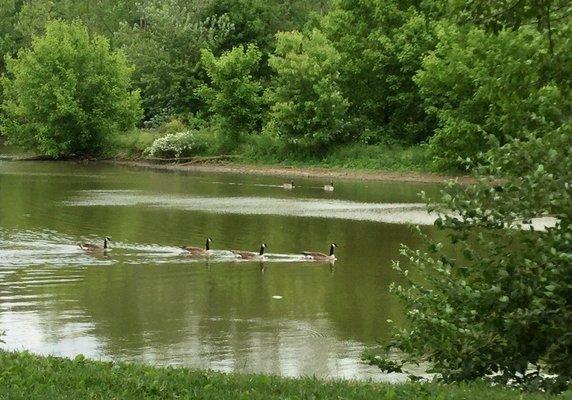Geese on a river.