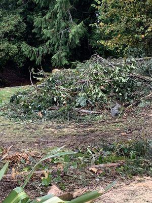 Neighbor's yard debris pile not removed.