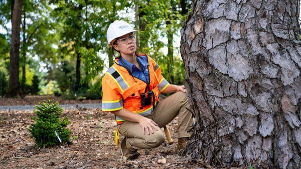 Bartlett Tree Experts - Greer