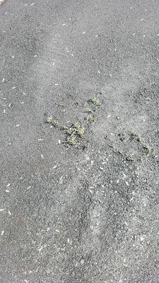 Volunteer Asphalt Paving