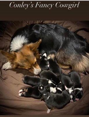 ConleyCorgi