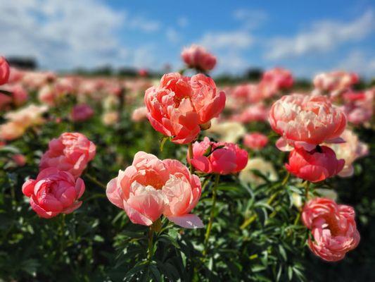 Adelman Peony Gardens