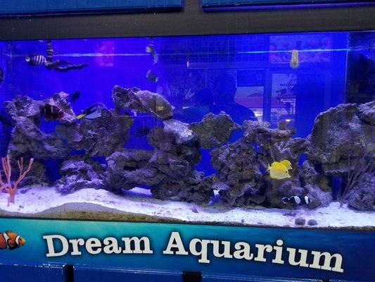 Their main display tank