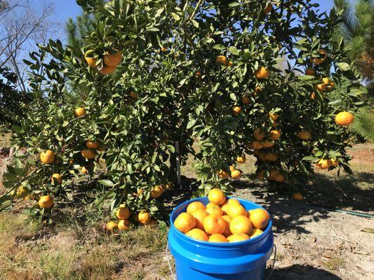 Registers Old Place Farm