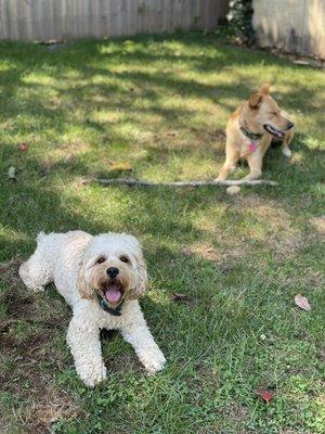 1 on 1 Pet Sitting Services