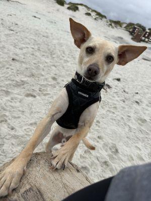 Carmel Holistic Veterinary Clinic