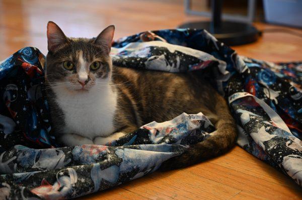 Our lovely calico from Tammy rescue