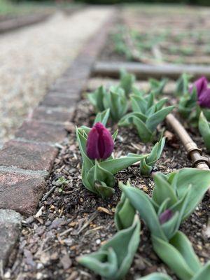 Embarking tulip