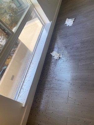 termite infestation 2 weeks after moving in- are they willing to help? of course not