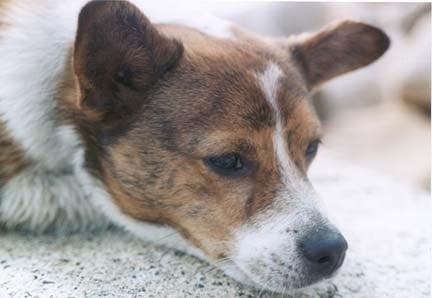 Caye, the sweetie pie