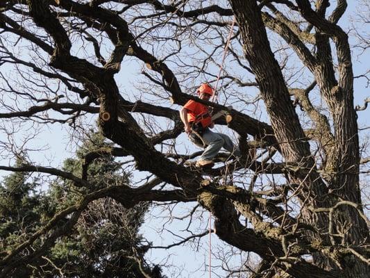 Tree Trimming in Winfield