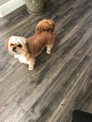 Oh My Dog Mobile Grooming