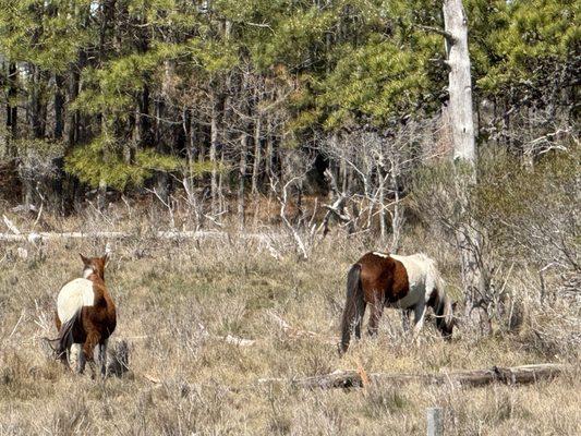 Barnacle Bill's Wild Pony Boat Tours