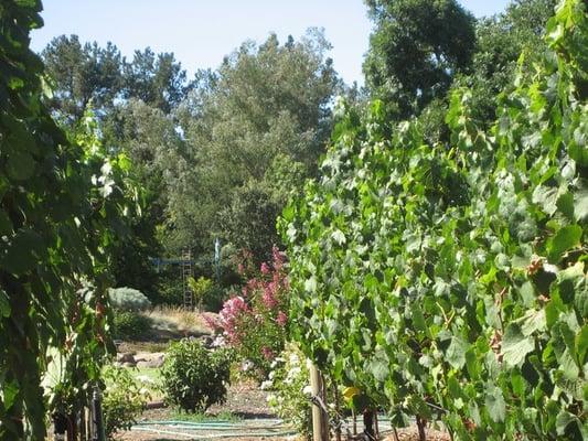 Cottage in the Vines