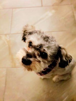 Sienna's Grooming Services and products