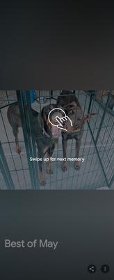 Paws-Promoting Animal Welfare Society