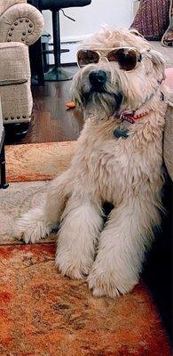 Digger Dogs Pet Grooming