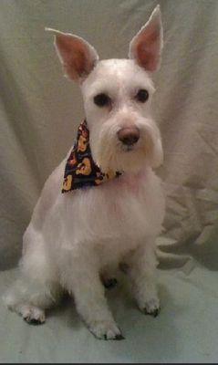 Torie’s Dog Grooming