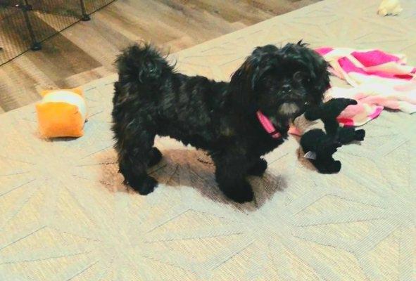 Doggie Doos Pet Salon