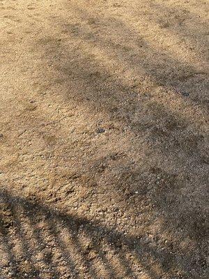 Congressman Bill Archer Dog Park