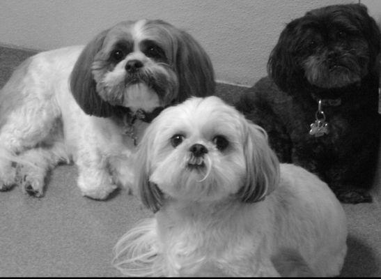 Fisher's Friends Dog Daycare