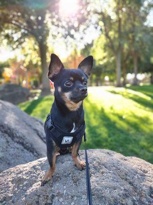 Paws And Claws Pet Care