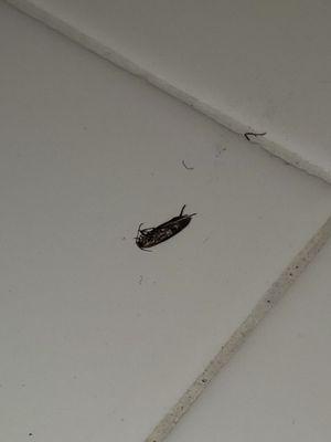 Roach on kitchen counter.