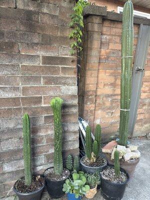 Cornbread’s Garden