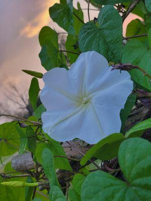 Vamptastic Officiant and Notary