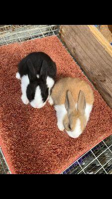 Majikal Farm & Pet Sitting