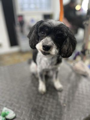 Pawsh Paws Pet Parlor