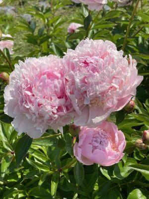 Pure Peonies