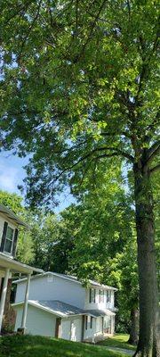 Nice Touch Lawn Care