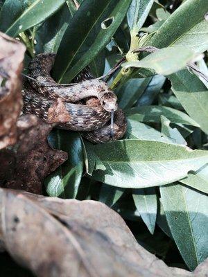 Wildlife Removal Austin