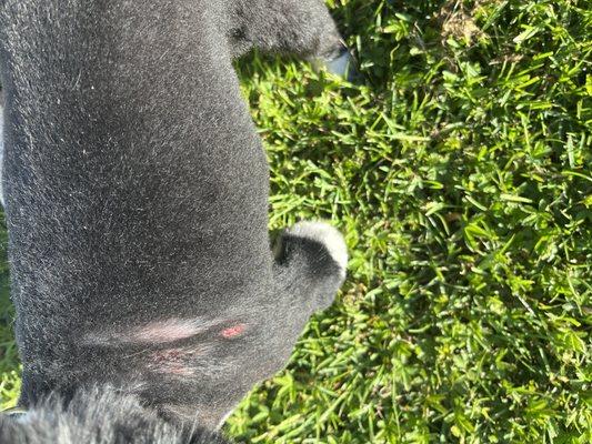 Diamonds Place Dog Grooming