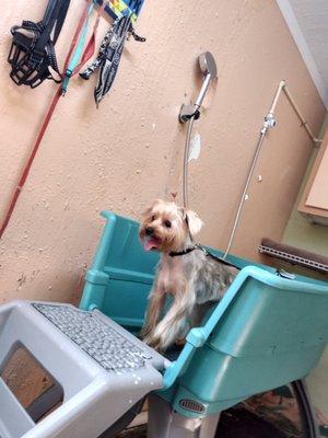 R&J Dog Wash Service