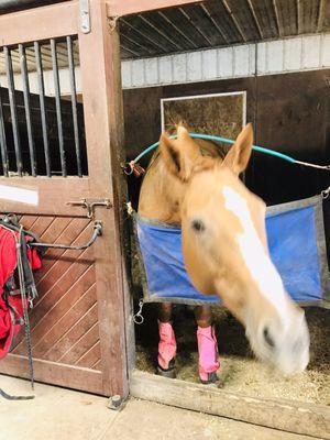 Ameritina Polo Farms