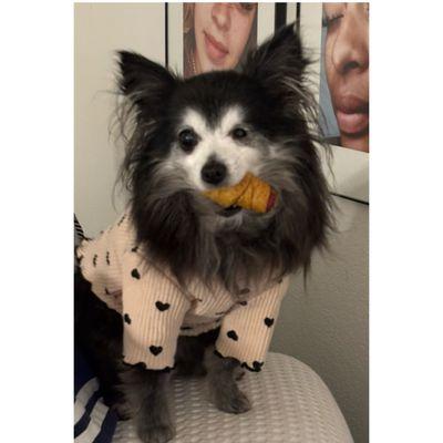 Atascadero Pet Hospital & Emergency Center