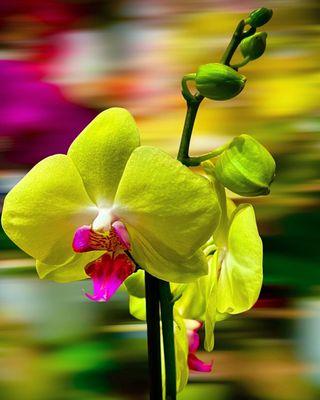 Chartreuse moth orchid wearing hot pink lipstick  February 2025